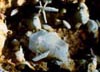 tridimite cluster geminato