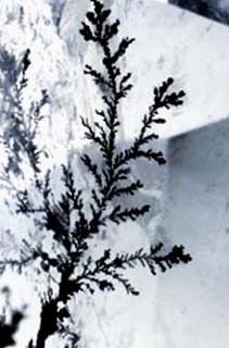 dendrites in quartz crystals
