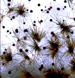 goethite in quartz 