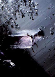 anidrite rosa in quarzo cristallo