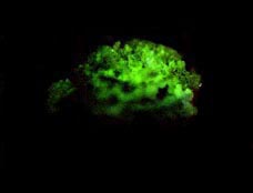 ialite fluorescente su quarzo