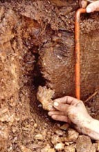 vein of the alpine type
