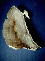 opal-wood section