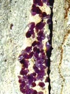 amethyst high-quartz