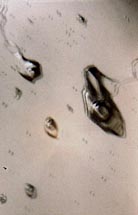 quartz  typical birefringence 