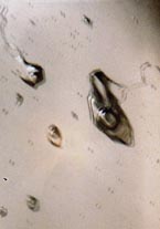 birefringence of quartz