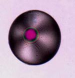 quartz sphere a polarized-light