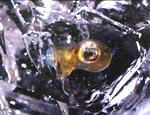 hydrocarbon inclusions in quartz crystal