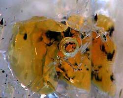 oil inclusions in quartz pakistan
