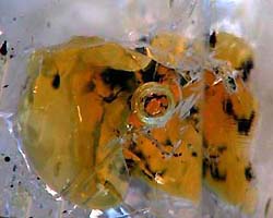 oil inclusions in quartz pakistan