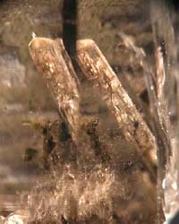 scapolite inclusions in quartz valsusa